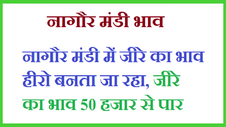 Nagaur Mandi Bhav: नागौर मंडी में जीरे का भाव हीरो बनता जा रहा, जीरे का भाव 50 हजार से पार